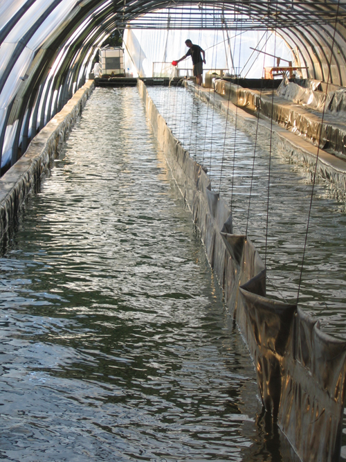 ferme du domaine algal spiruline française