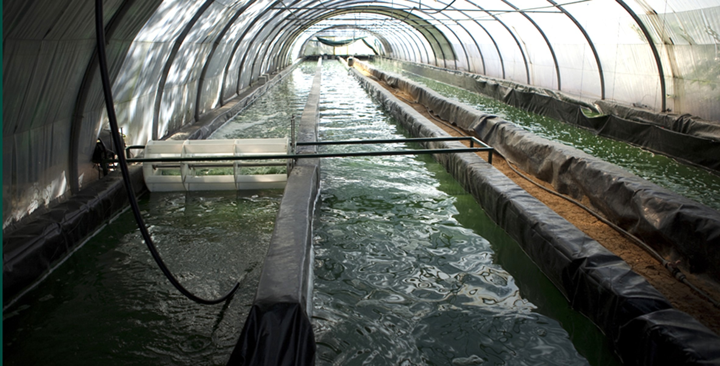 Spiruline française : Pourquoi la choisir ?